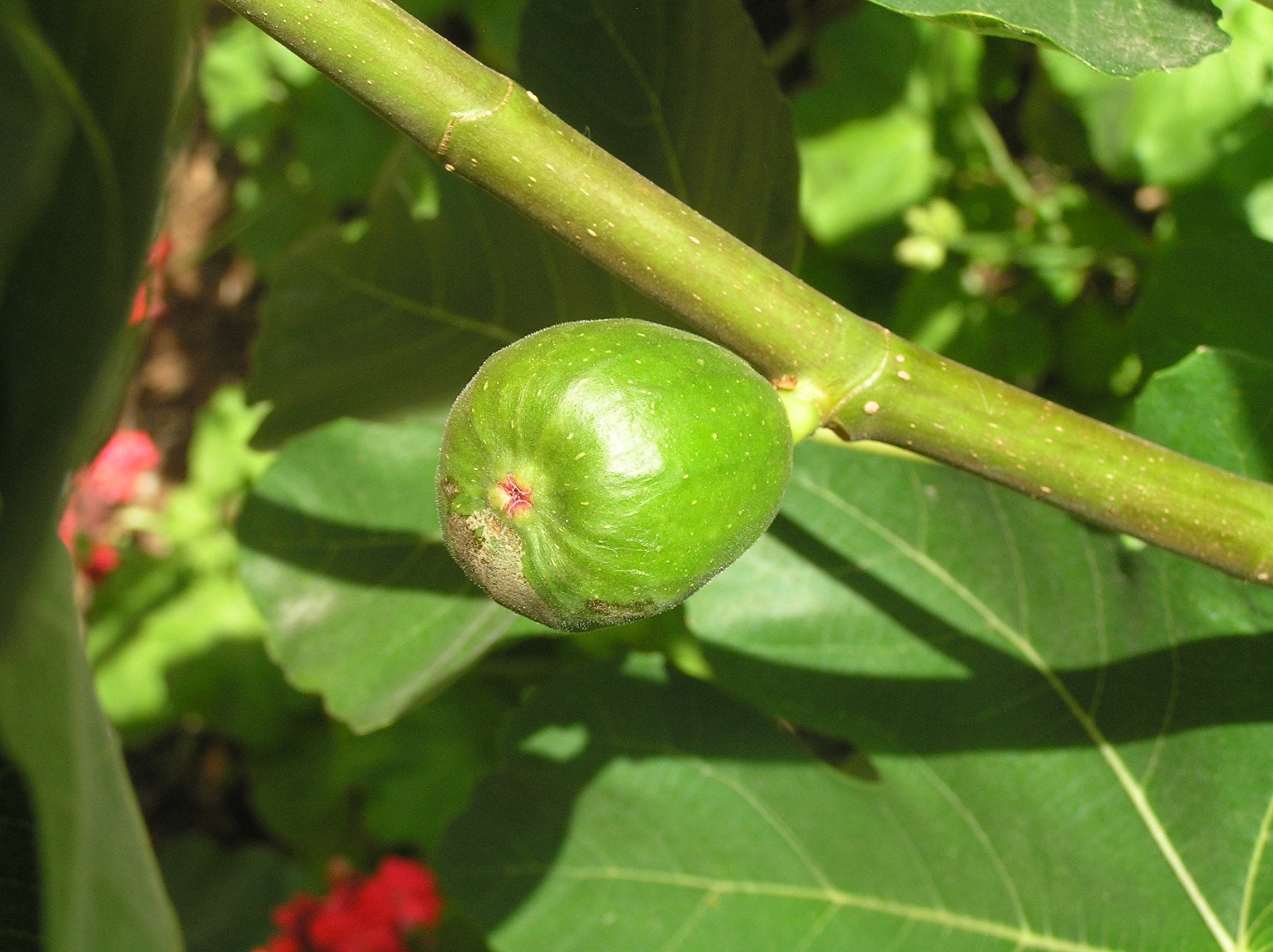 How to grow organic edible figs